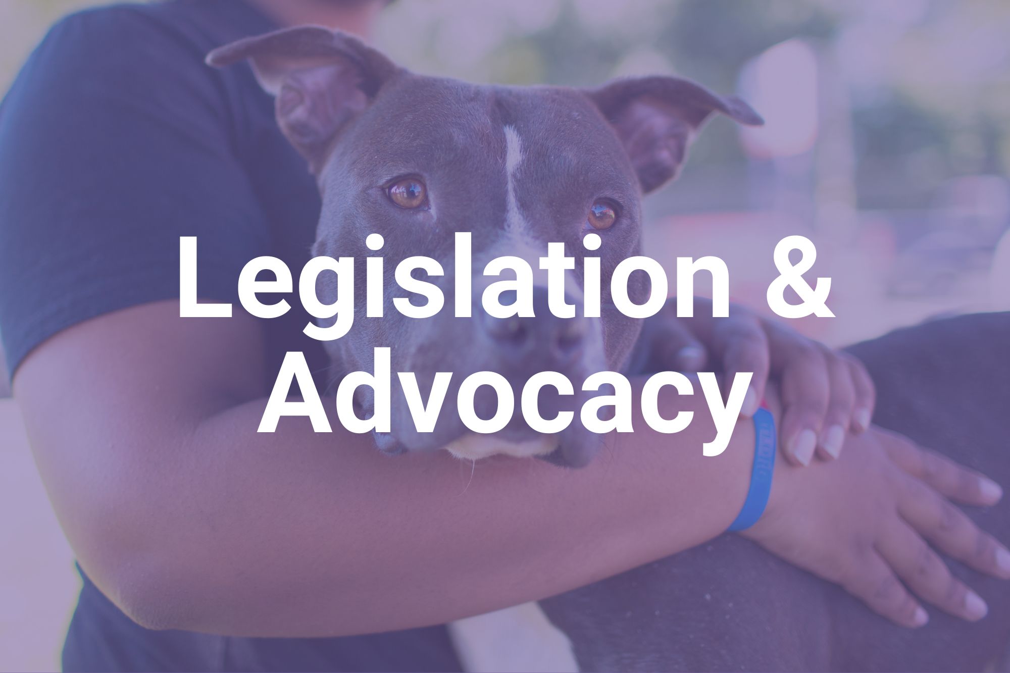 Legislation and Advocacy