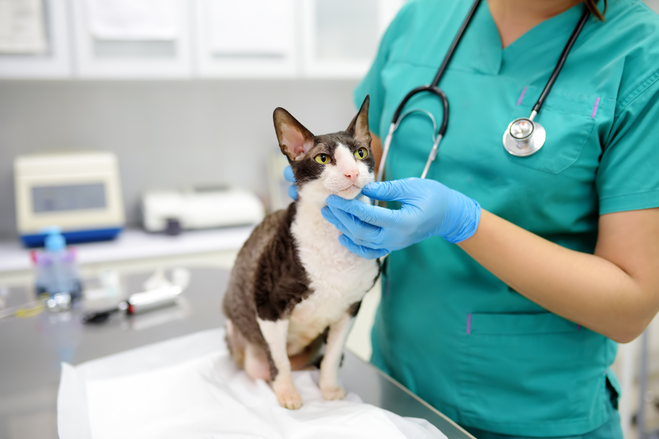 What is “Basic Veterinary Care”?