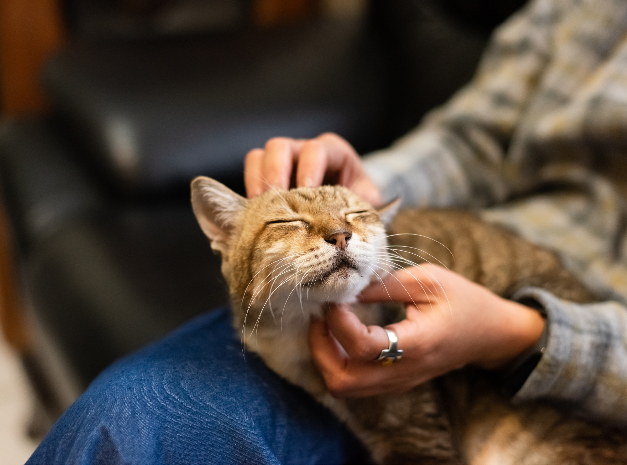 Recognizing and Reducing Feline Stress