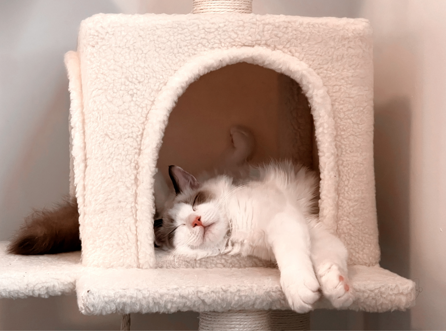 View of Recognizing and Reducing Feline Stress - Don't Forget the Pets
