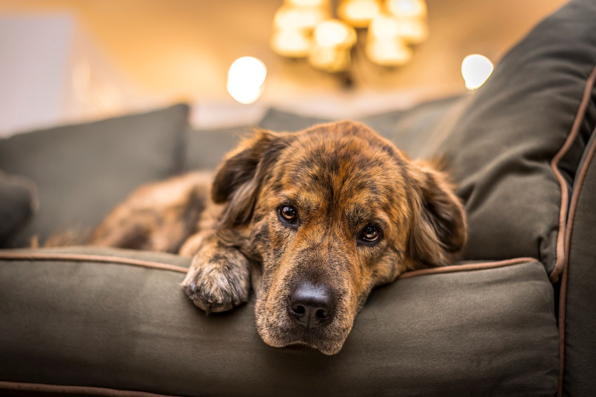 Understanding Stress in Dogs