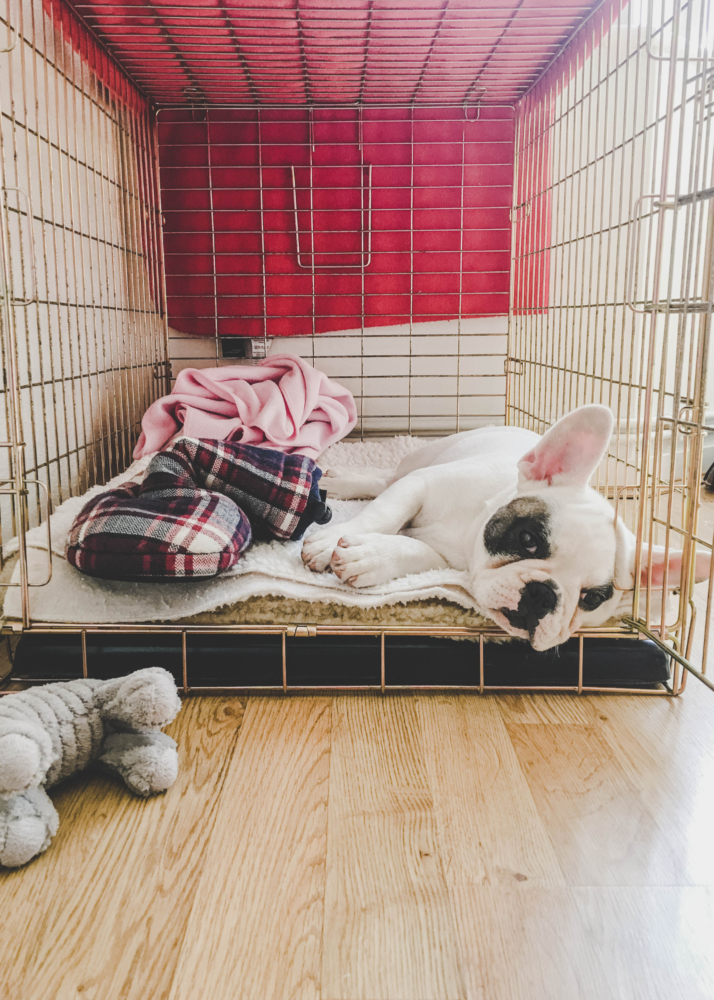 French bulldog lounges in a large crate with blankets and stuffed toys