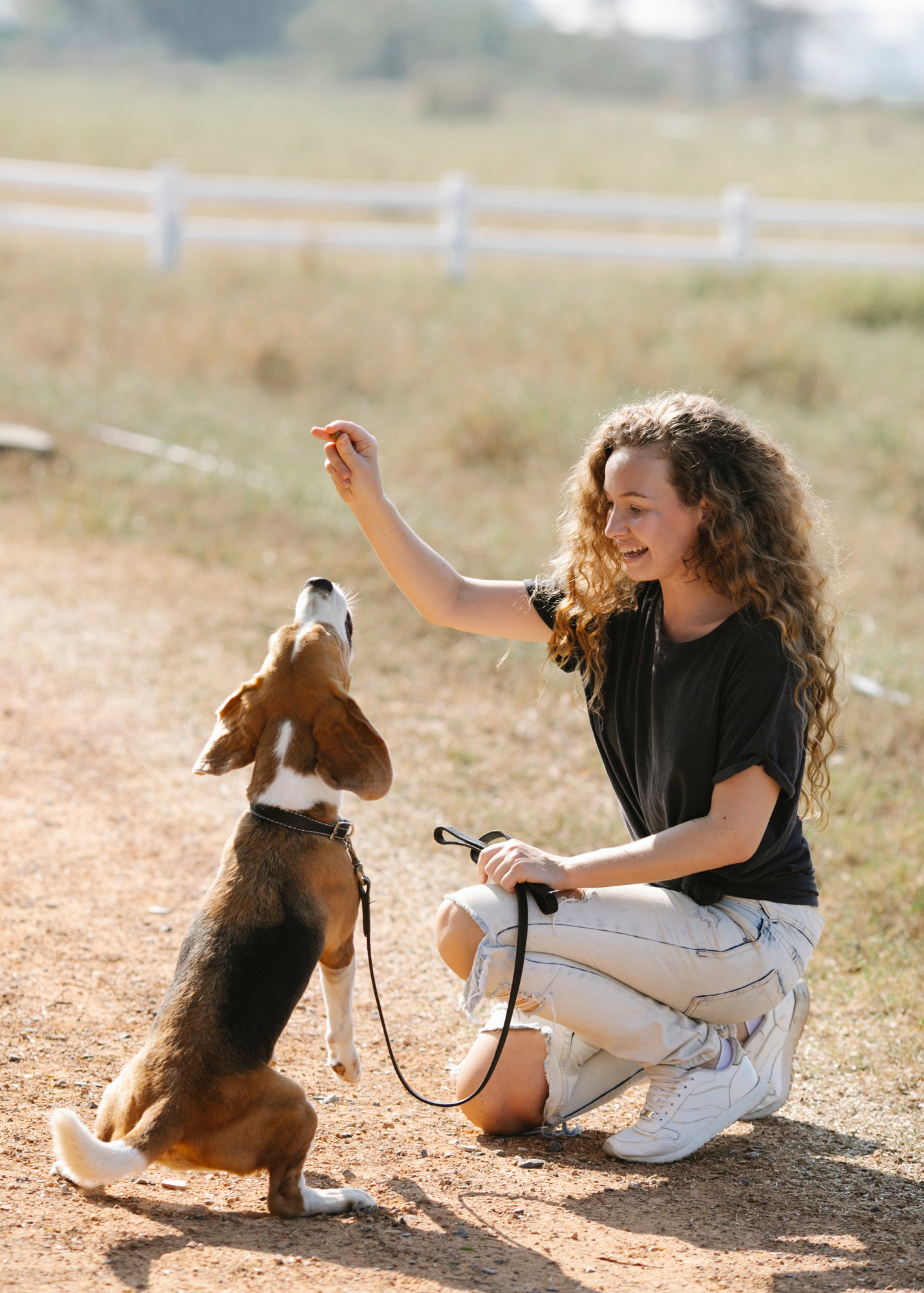 A woman teaches her beagle to sit, kneeling down and offering him a treat.