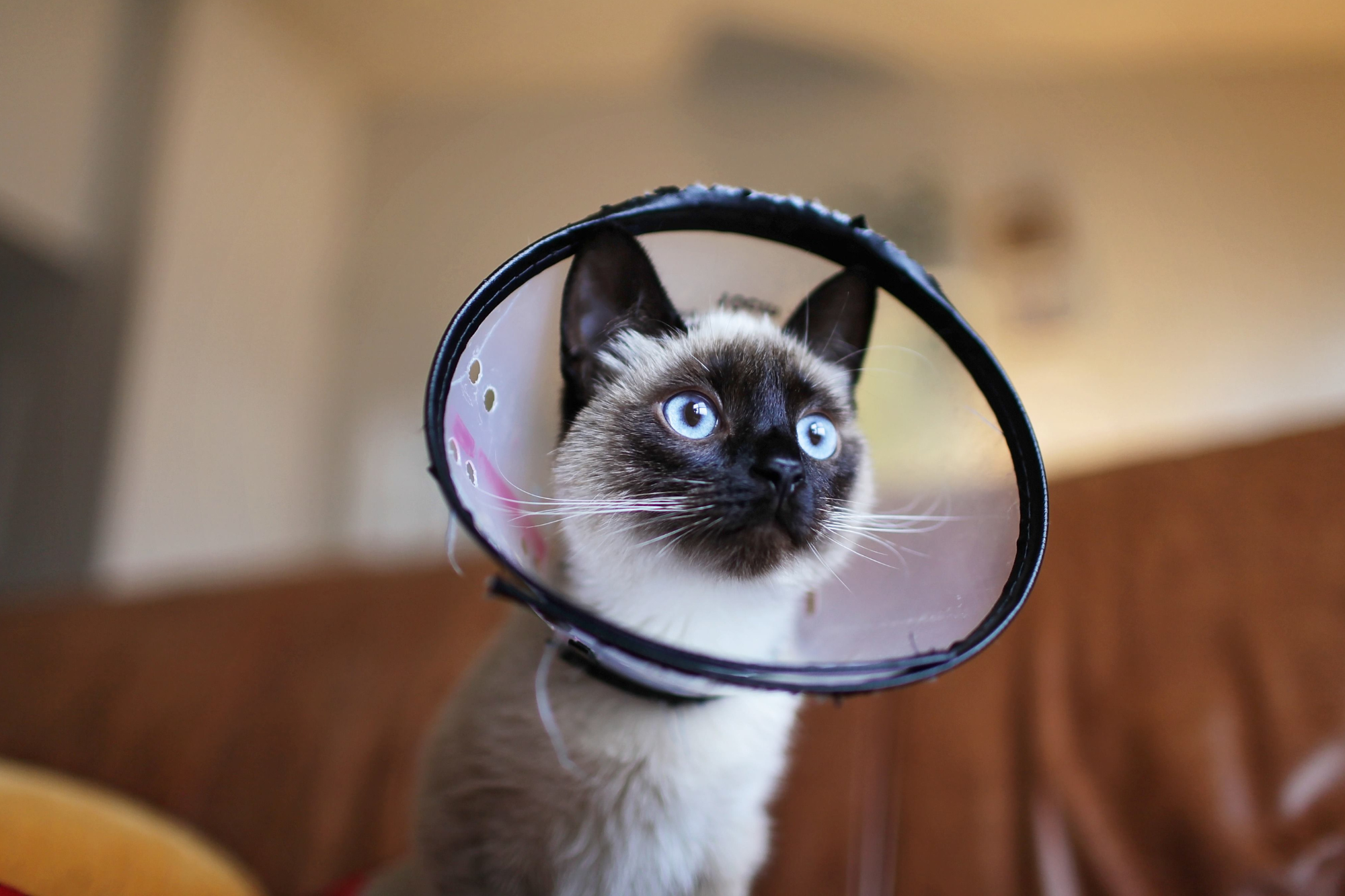 The Spay and Neuter Debate: Benefits, Hesitancies, and Mandates