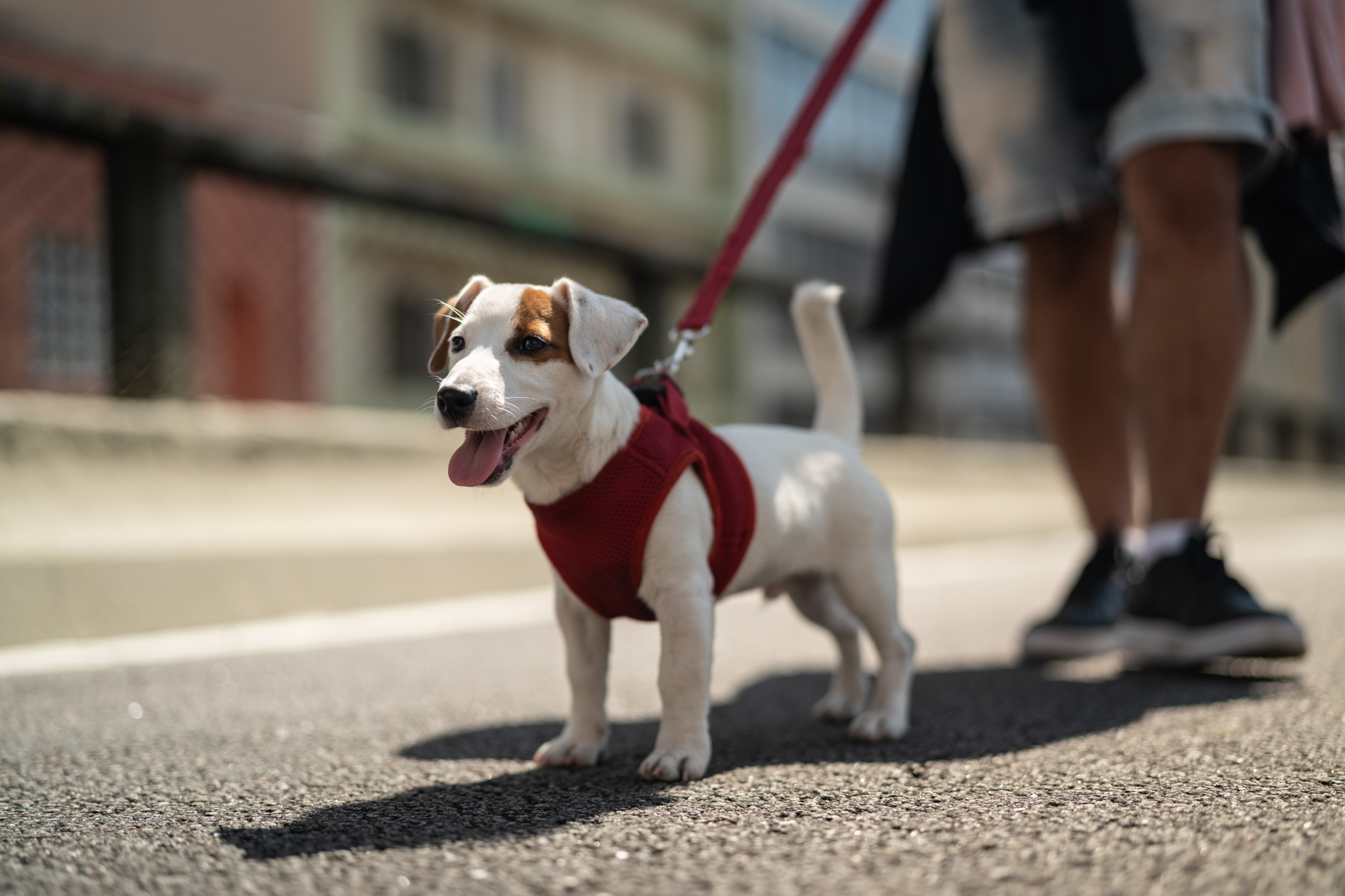 Keeping Pets Safe in the Summer Heat