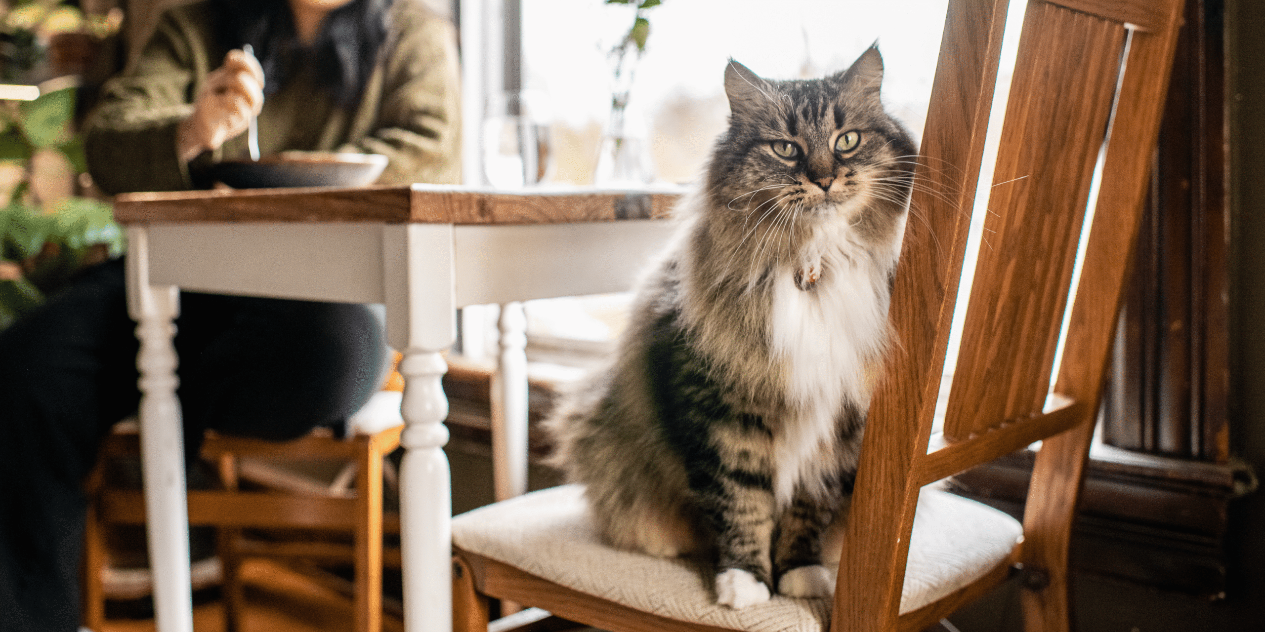 What Pets Are Telling Us: Understanding Trauma Through Behavior