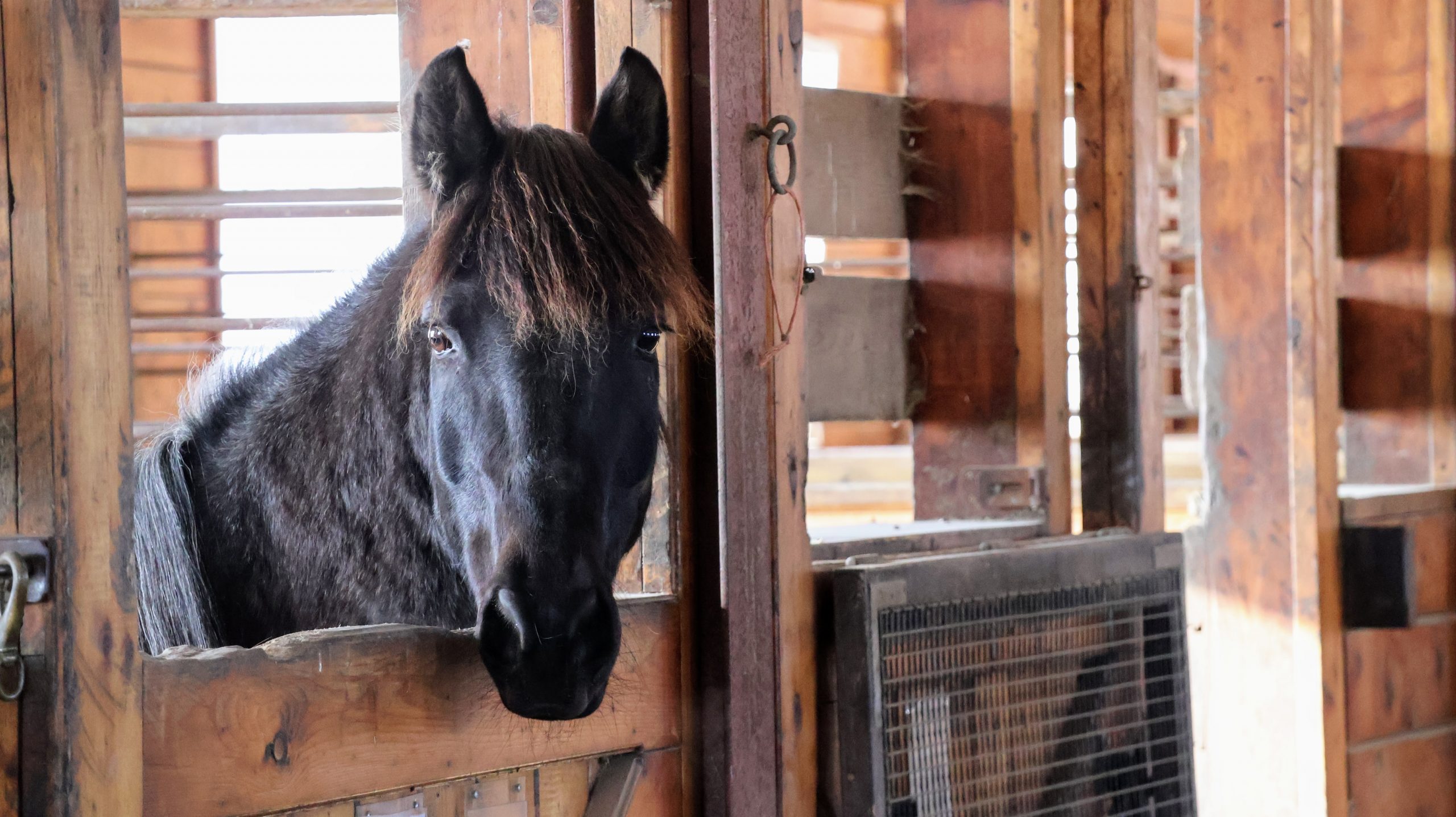 A Safe Place to Land for Survivors and Their Horses