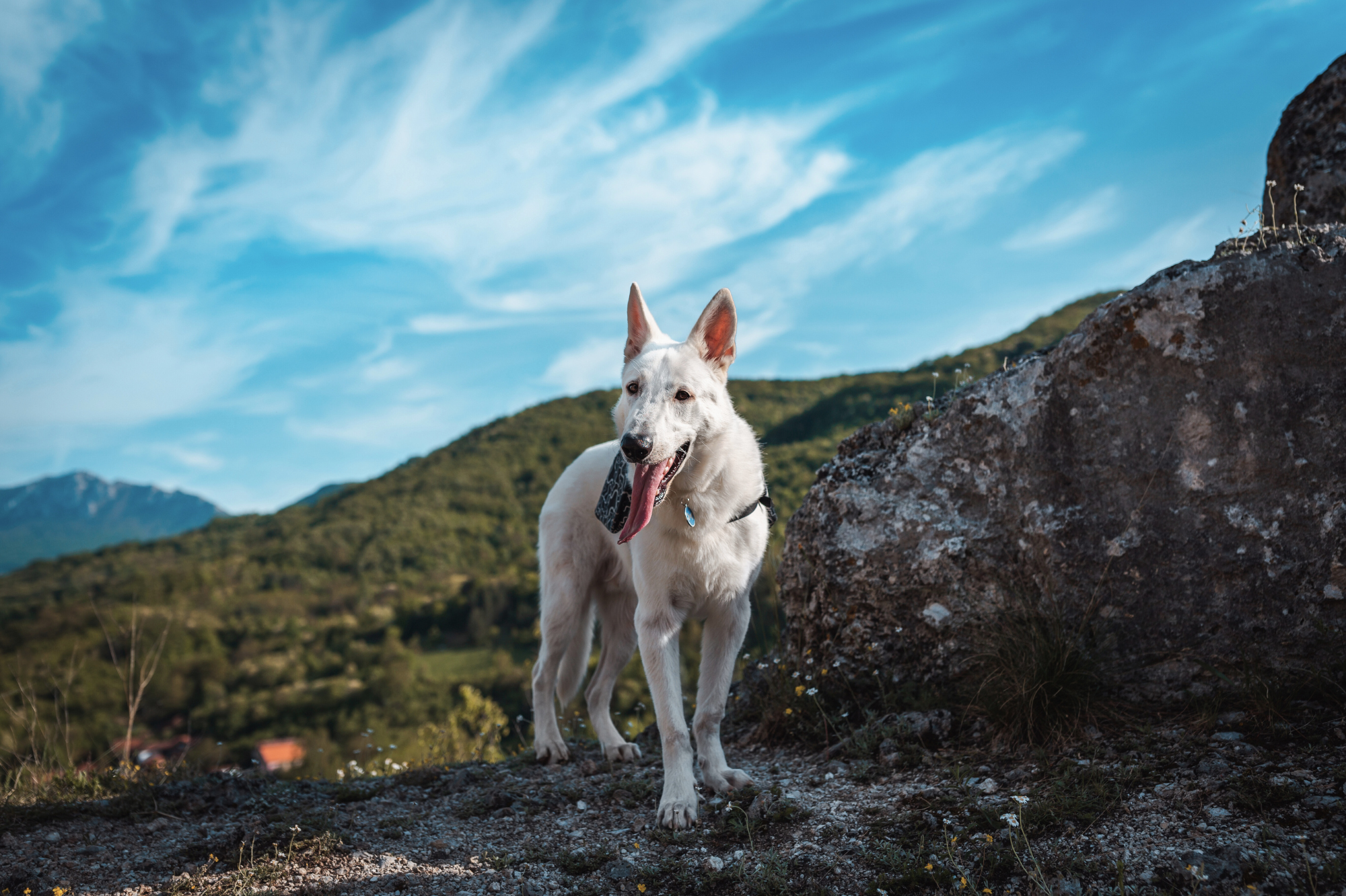 Colorado Bill Could Redefine Pet Custody in Divorce